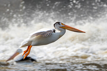 An American white pelican is flying over water