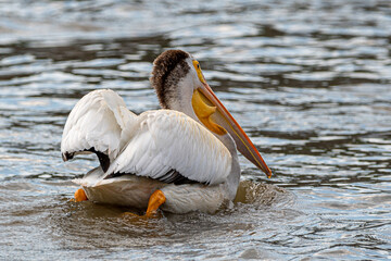 Close-up of an American white pelican