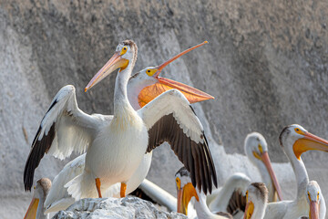 Close-up of an American white pelican	