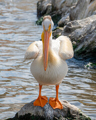 Close-up of an American white pelican