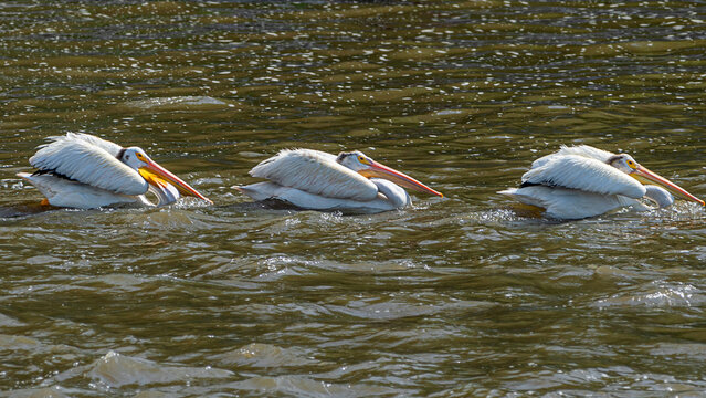 Three American white pelicans are floating in water, and fishing
