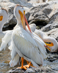 Close-up of an American white pelican