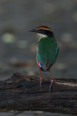 A beautiful colorful bird perched on a moss log in the morning sunlight. Fairy pitta.