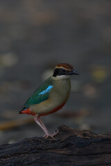 A beautiful colorful bird perched on a moss log in the morning sunlight. Fairy pitta.