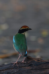 A beautiful colorful bird perched on a moss log in the morning sunlight. Fairy pitta.