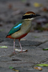 A beautiful colorful bird perched on a moss log in the morning sunlight. Fairy pitta.