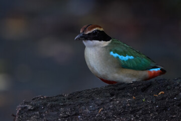 A beautiful colorful bird perched on a moss log in the morning sunlight. Fairy pitta.