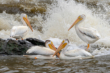 A flock of American white pelicans are floating in water, and fishing	