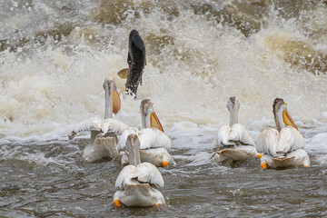 A carp fish is jumping out of water in front of a group of American white pelican