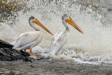 A flock of American white pelicans are floating in water, and fishing	