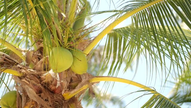  Young coconuts hanging on the tree 