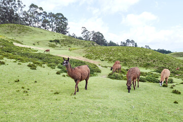 Group of llamas in the mountains