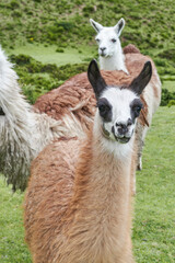 Group of llamas in the mountains