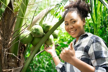 Coconot farm owner farmer.American woman with black hair check quality of coconut in farm and...