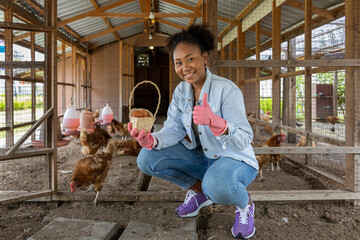African American farmer is collecting organic eggs from hen house coop which using free range...