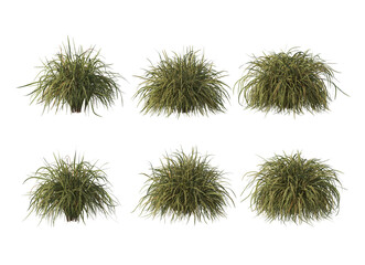 Flowers and plants on a white background