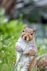 Grey Squirrel poses for camera in grass