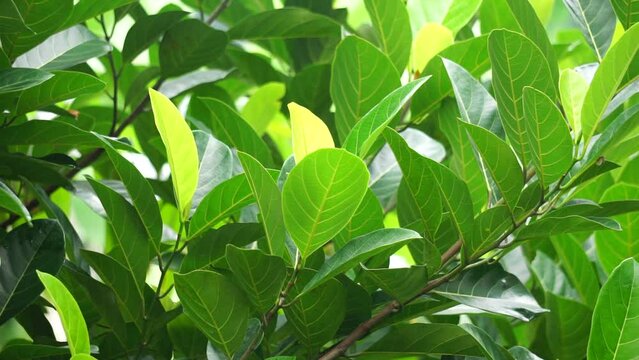 Green jack fruit leaves with natural background. The jack fruit (also known as jack tree, Artocarpus heterophyllus, nangka) is a species of tree in the fig, mulberry and breadfruit family (Moraceae).