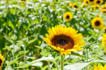 青空と白い雲とひまわり畑　奈良県馬見丘陵公園