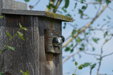 Tree Swallow in a Bird House
