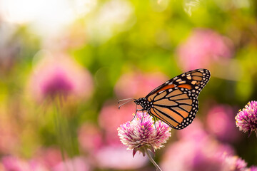 monarch butterfly (Danaus plexippus) feeds on pink flowers. USA. Maine.