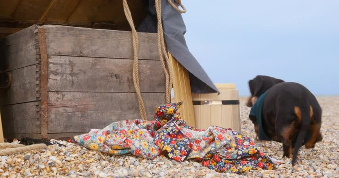 Cute sad dachshund dog with eye patch and a handkerchief tied around its neck, who is sitting next to wooden boxes on old rag, but pet is cold and lonely, so it leaves away