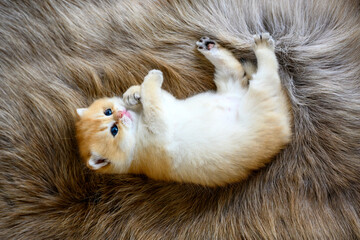 A kitten lies supine on a brown woolen carpet. The innocent kitten is licking its fur and biting its feet. British short hair cute, lying posing with legs spread comfortably on soft fur.
