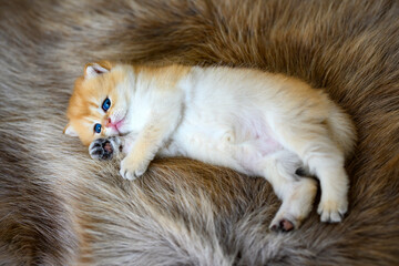 A kitten lying on a brown fur rug is posing on its side. British Short Hair Golden Hair His innocent face was sleepy, his eyes drooping, his expression about to fall asleep.