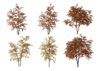 Autumn tree on a white background