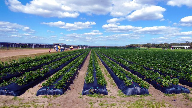 Strawberries horticulture farming with blue sky and clouds landscaping image photo picture