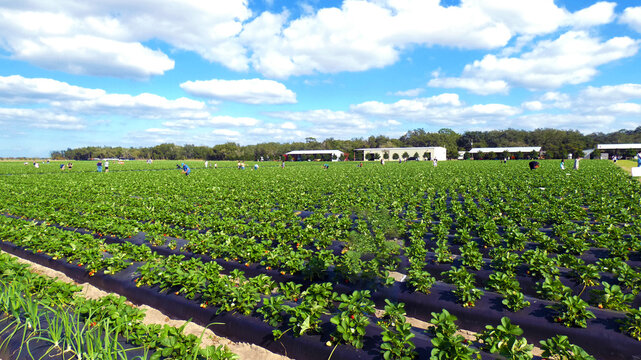 Strawberries horticulture farming with blue sky and clouds landscaping image photo picture