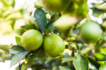 planting of flowering and fruiting lemon trees