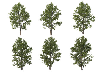 Tall tree on a white background.