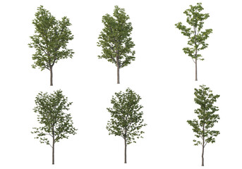 Obraz premium Tall tree on a white background.