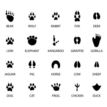 black animal tracks icons. Animal feet silhouette. Vector illustration. Stock image.