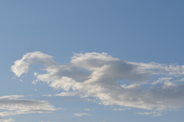 パレイドリア効果　鳥