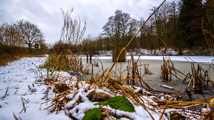 the river in the forest