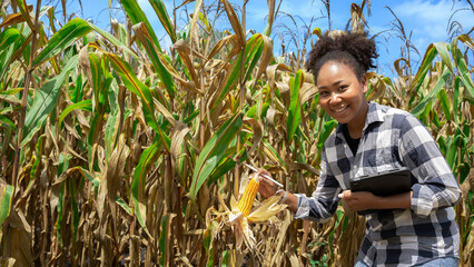 African female Farmer worker with black Afro hair.Analyze Sweet Corn Cob Field or Nature Cornfield Farm as Agriculture Lifestyle Concept.Expert agriculture using tablet to check list quality control.