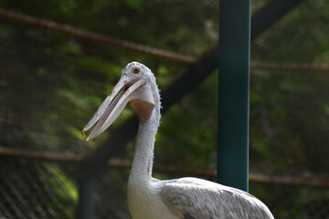 portrait of a pelican