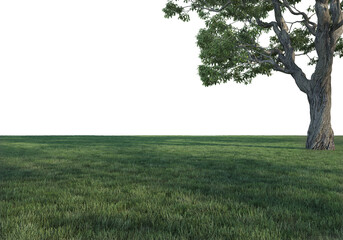  Lawns and large trees on a white background.