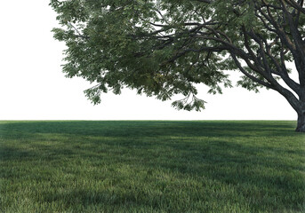  Lawns and large trees on a white background.