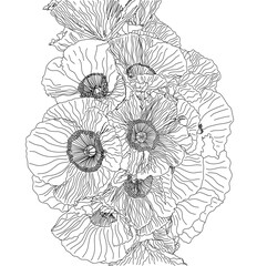 Fototapeta premium Flanders Poppy flawers group,plant,line,art, illustration,black and white,drawing vector.