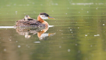 A red-necked grebe swims with her young on top her back