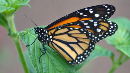 Monarch butterfly on a leaf at a butterfly garden in Mindo, Ecuador