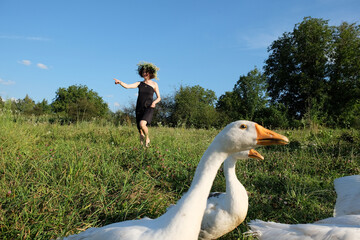 a beautiful girl with curly hair grazes white geese on a field in the village