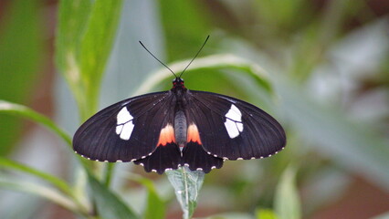 Butterfly with pink and black markings on its wings at a butterfly garden in Mindo, Ecuador - Powered by Adobe