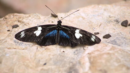 Blue and black butterfly on a rock at a butterfly garden in Mindo, Ecuador