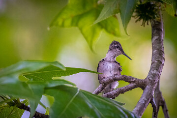 A Ruby-throated Hummingbird (Archilochus colubris) fledgling perches on a limb moments ater leaving the nest. Raleigh, North Carolina.