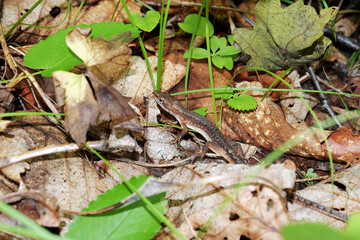 A small brown lizard disguised among the fallen leaves in the forest