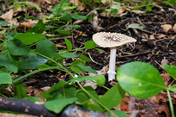 Poisonous mushroom fly agaric, toadstool in the forest.